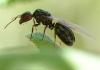 Camponotus lateralis